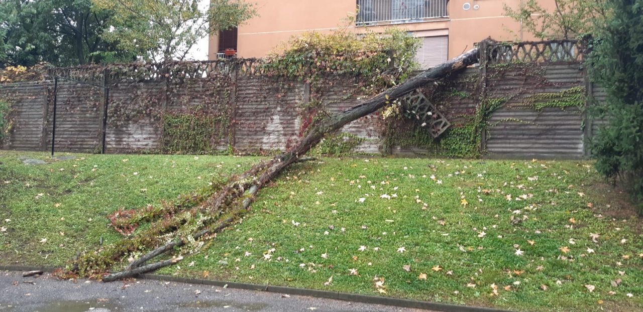 Crolla un albero a San Vittore: paura tra i condomini