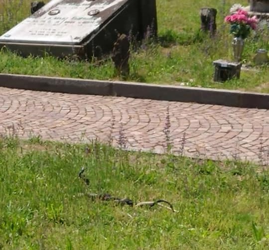 serpenti al cimitero